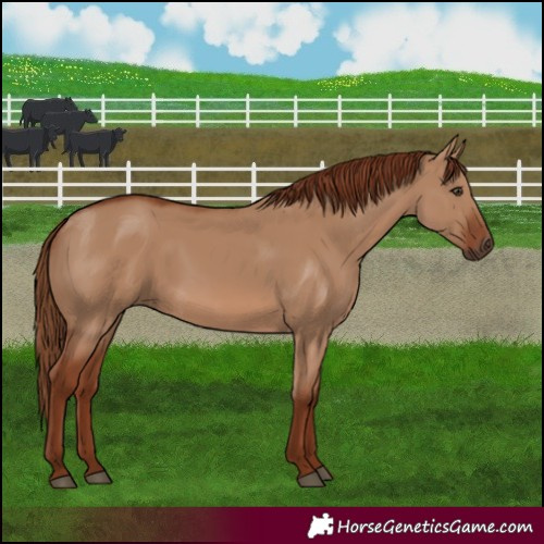 Horse Color:Red Dun