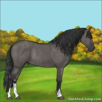 Horse Color:Grullo Sabino Rabicano