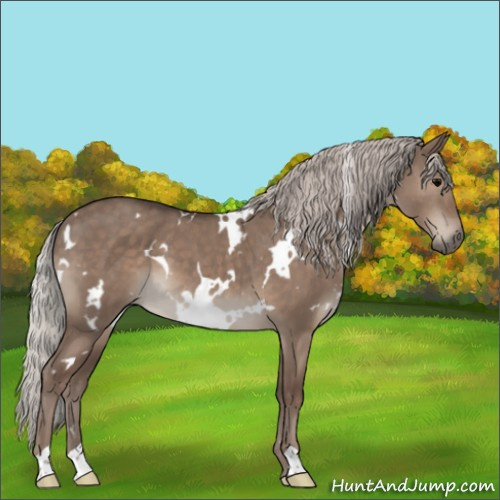 Horse Color:White Spotted Silver Grullo