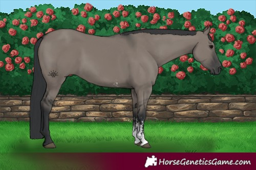 Horse Color:Grullo Sabino Rabicano