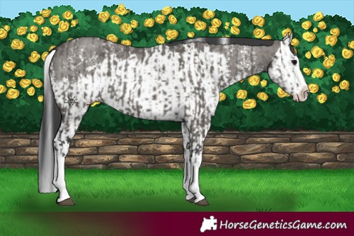 Horse Color:Grullo Sabino Splash  and Grullo Sabino Splash 