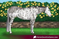 Horse Color:Grullo Sabino Splash  and Grullo Sabino Splash 