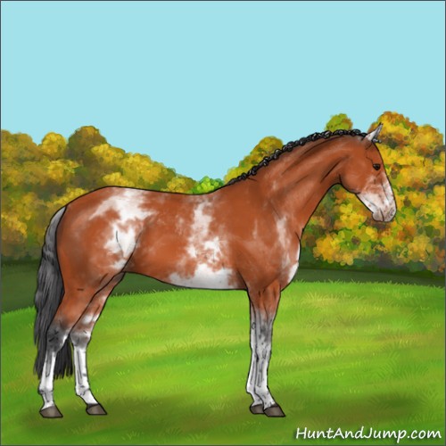Horse Color:White Spotted Bay 