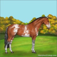 Horse Color:White Spotted Bay 