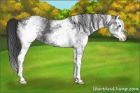 Horse Color:White Spotted Black Splash 