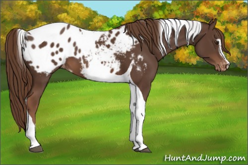 Horse Color:Liver Chestnut Sabino Tobiano Appaloosa 