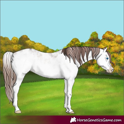 Horse Color:White Spotted Bay Splash Appaloosa 