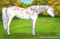 Horse Color:Silver Bay Sabino Splash 