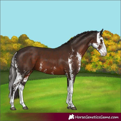 Horse Color:Liver Chestnut Sabino 