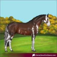 Horse Color:Liver Chestnut Sabino 