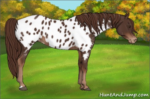 Horse Color:Liver Chestnut Appaloosa 