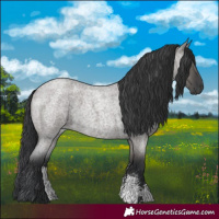 Horse Color:Grullo Roan Sabino Rabicano