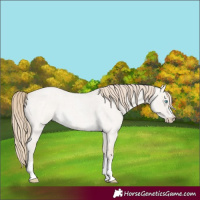 Horse Color:Smoky Creme Roan Dun Sabino Rabicano 