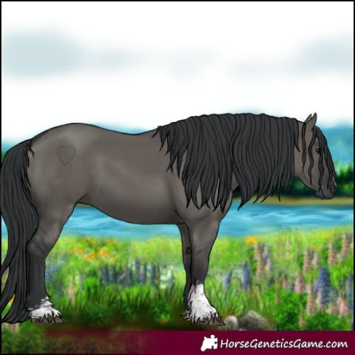 Horse Color:Grullo Sabino Rabicano 
