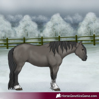 Horse Color:Grullo Sabino Rabicano 