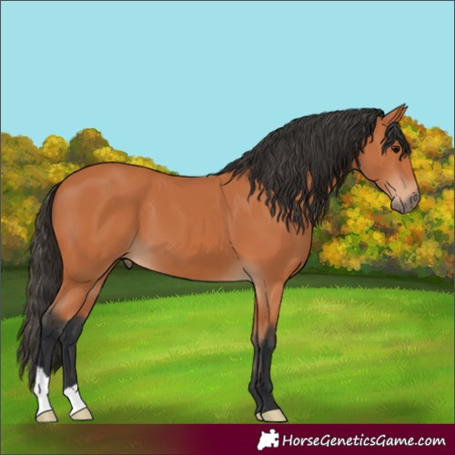 Horse Color:Bay 