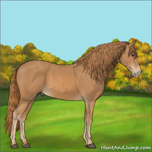 Horse Color:Chestnut Frame 