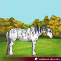 Horse Color:Grullo Sabino Rabicano 