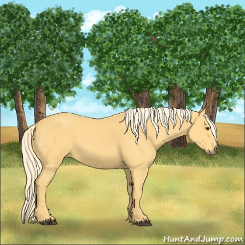 Horse Color:Palomino 