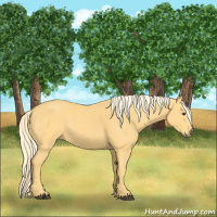 Horse Color:Palomino 