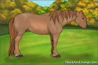 Horse Color:Red Roan 