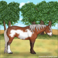 Horse Color:Silver Bay Frame