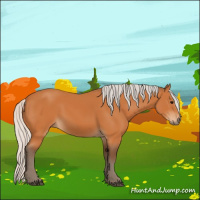Horse Color:Silver Bay 