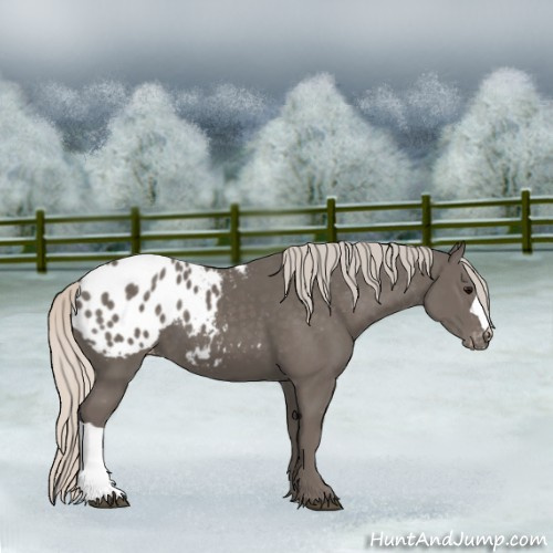 Horse Color:Silver Black Blanket
