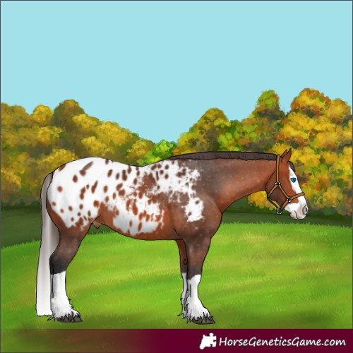 Horse Color:Bay Splash Appaloosa 