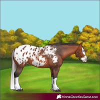 Horse Color:Bay Splash Appaloosa 