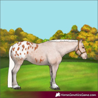 Horse Color:Silver Bay Appaloosa 