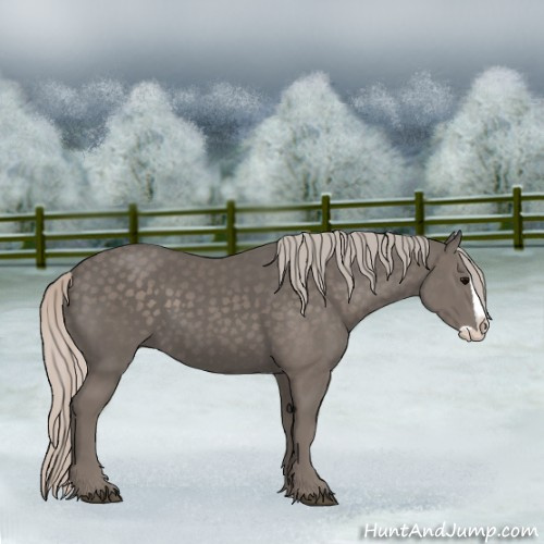 Horse Color:Silver Black Splash