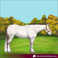 Horse Color:Amber Champagne Roan Dun Splash 