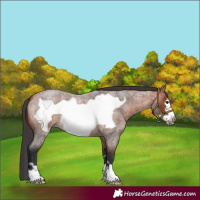 Horse Color:Bay Roan Frame