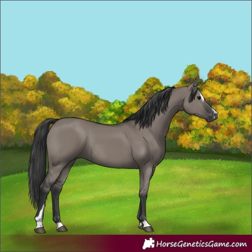 Horse Color:Grullo Sabino Rabicano 