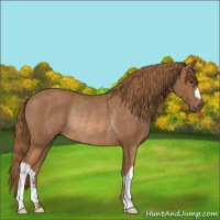 Horse Color:Chestnut Rabicano 