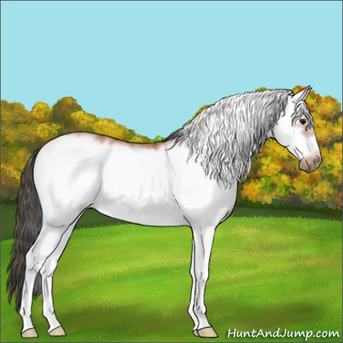 Horse Color:White Spotted Bay Frame Rabicano