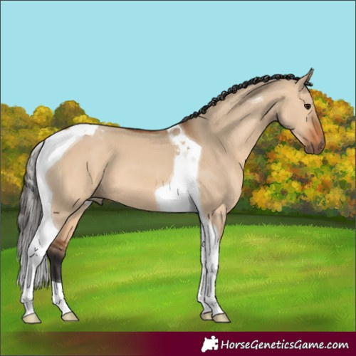 Horse Color:Bay Dun Tobiano 