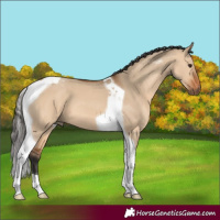 Horse Color:Bay Dun Tobiano 