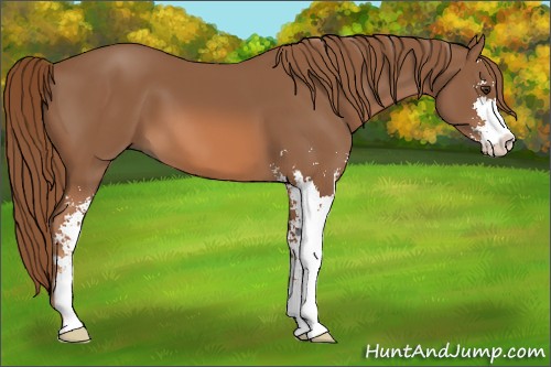 Horse Color:Chestnut Sabino