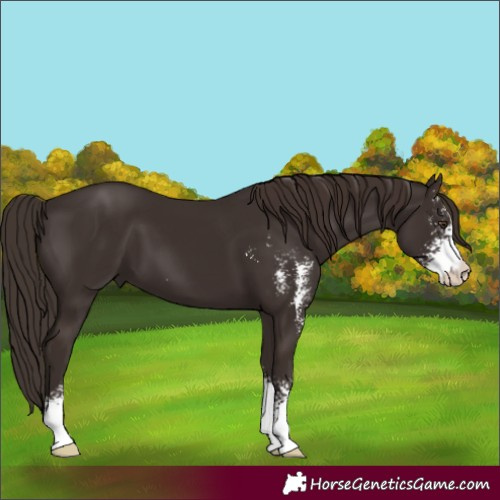 Horse Color:Liver Chestnut Sabino