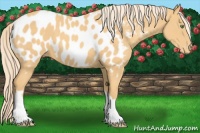 Horse Color:Gold Cream Champagne Appaloosa 
