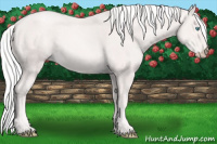 Horse Color:Cremello 