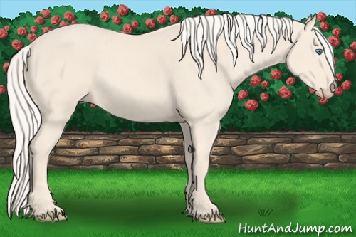 Horse Color:Cremello 