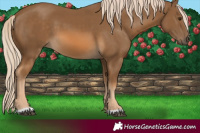 Horse Color:Chocolate Palomino 