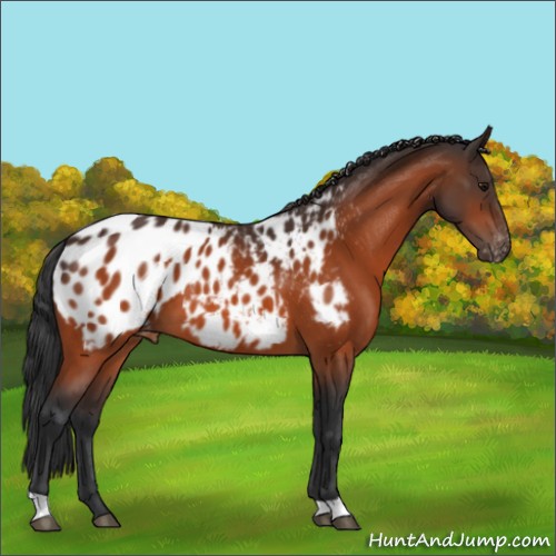 Horse Color:Bay Appaloosa 
