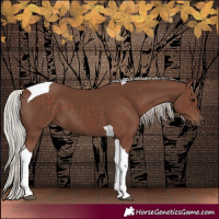 Horse Color:Silver Black Tobiano 