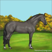 Horse Color:Grullo Sabino Rabicano