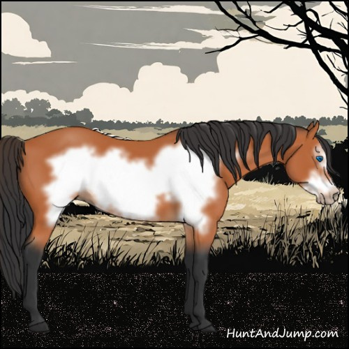 Horse Color:Unknown 