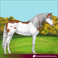 Horse Color:Silver Bay Splash Frame